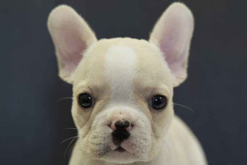 フレンチブルドッグの子犬の写真202205061 7月1日現在