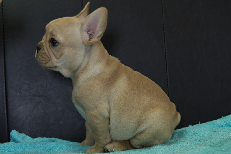 フレンチブルドッグの子犬の写真202205051-2 7月14日現在