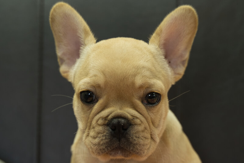 フレンチブルドッグの子犬の写真202205051 7月19日現在