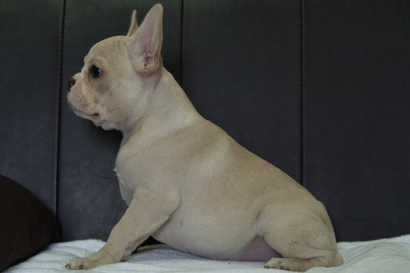 フレンチブルドッグの子犬の写真202205061-2 8月16日現在