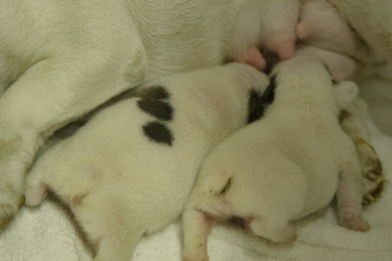 2022年9月3日生まれのフレンチブルドッグ子犬の写真