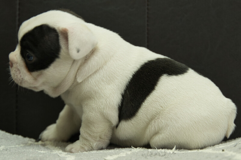 フレンチブルドッグの子犬の写真202209031-2 10月7日現在