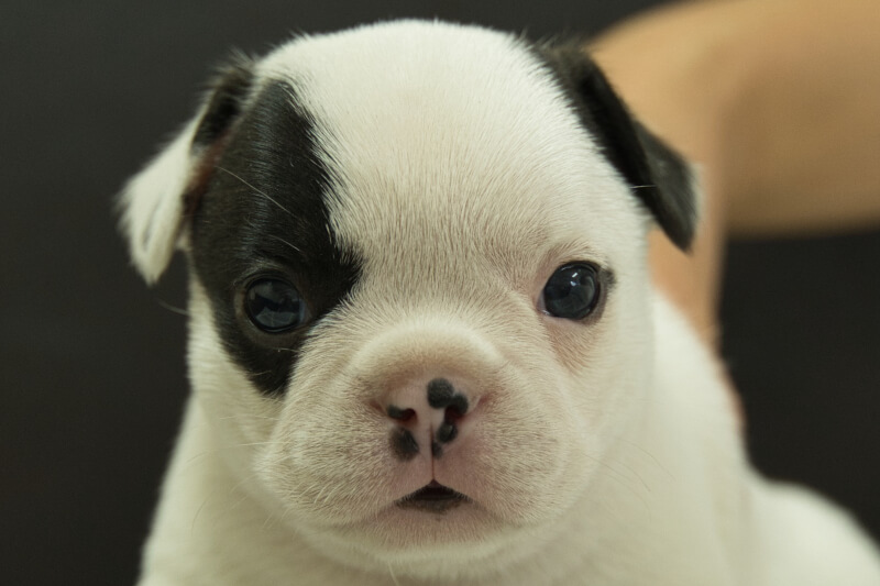 フレンチブルドッグの子犬の写真202209032 10月7日現在