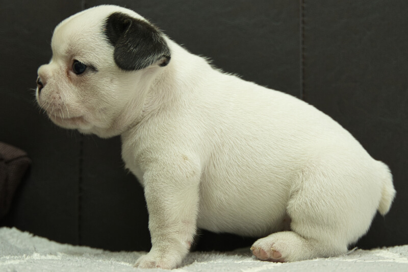 フレンチブルドッグの子犬の写真202209032-2 10月7日現在