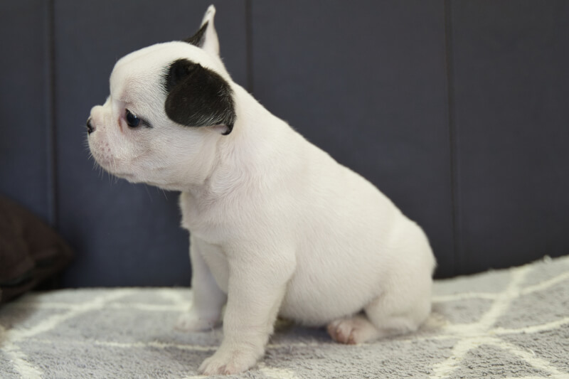 フレンチブルドッグの子犬の写真202209032-2 10月14日現在