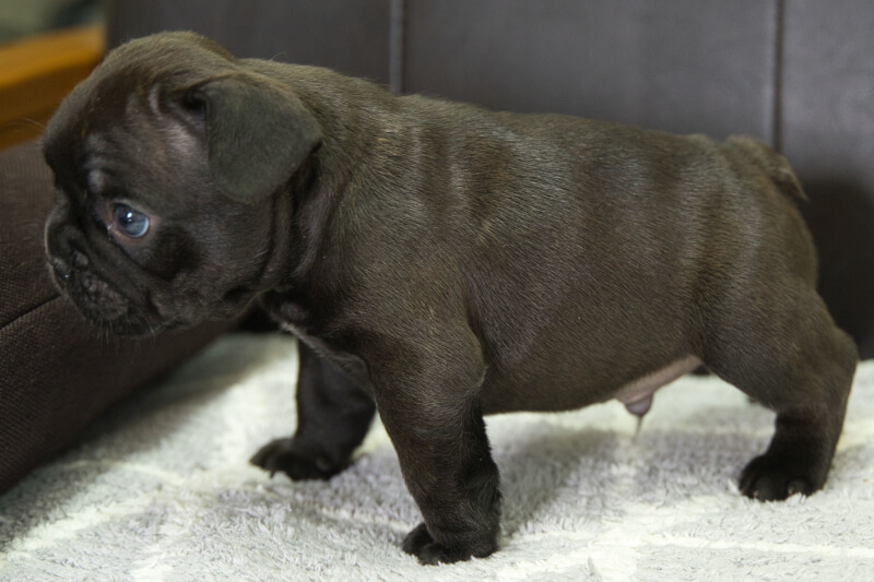 フレンチブルドッグの子犬の写真202209123-2 10月19日現在