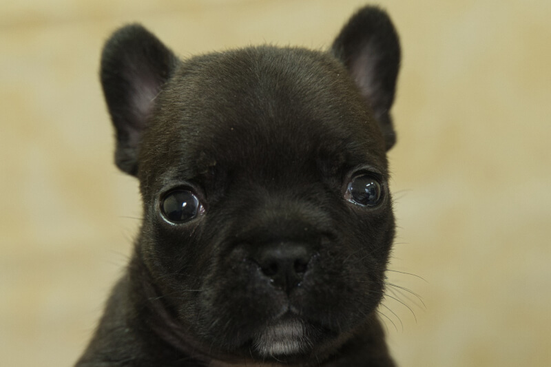 フレンチブルドッグの子犬の写真202209124 10月19日現在