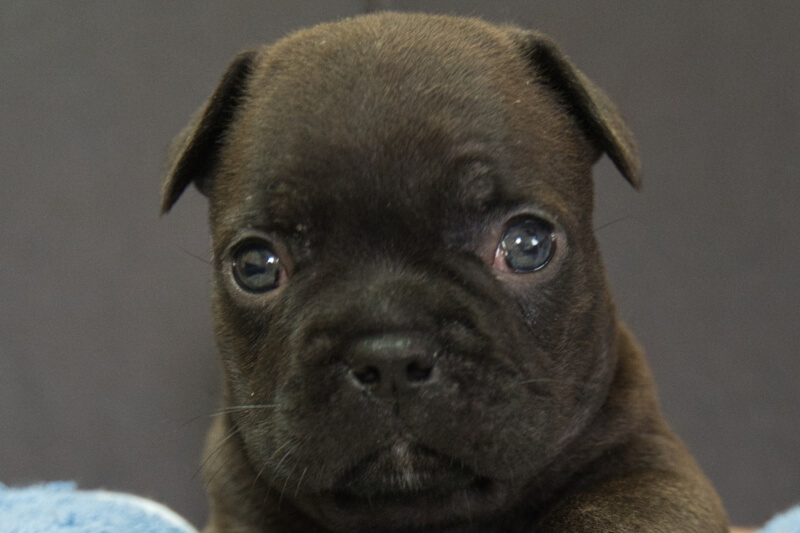 フレンチブルドッグの子犬の写真202209125 10月19日現在