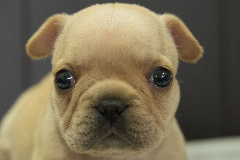 フレンチブルドッグの子犬の写真202209126 10月19日現在