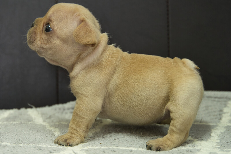 フレンチブルドッグの子犬の写真202209126-2 10月19日現在