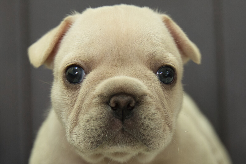 フレンチブルドッグの子犬の写真202209121 10月19日現在
