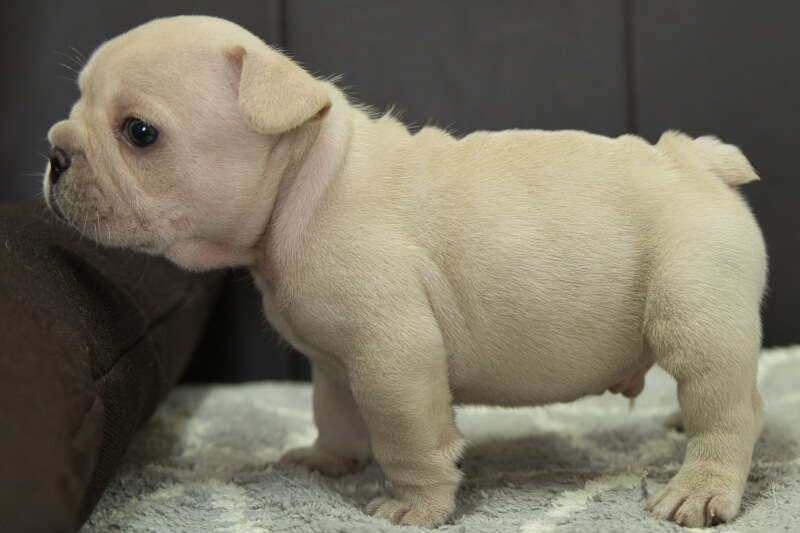 フレンチブルドッグの子犬の写真202209121-2 10月19日現在