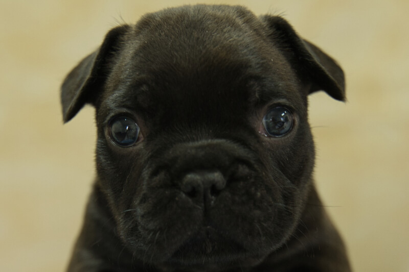 フレンチブルドッグの子犬の写真202209123 10月19日現在