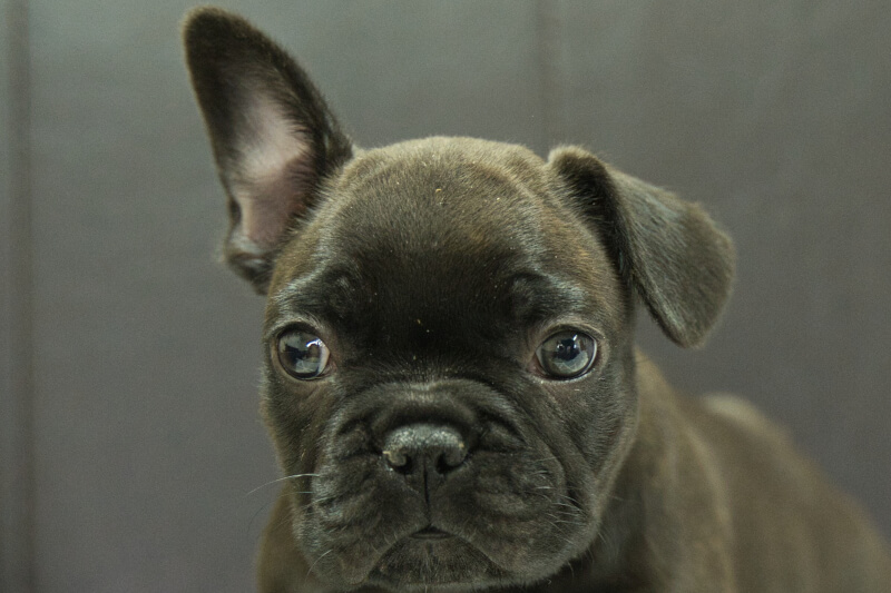 フレンチブルドッグの子犬の写真202209123 11月1日現在
