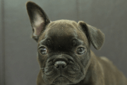 フレンチブルドッグの子犬202209123