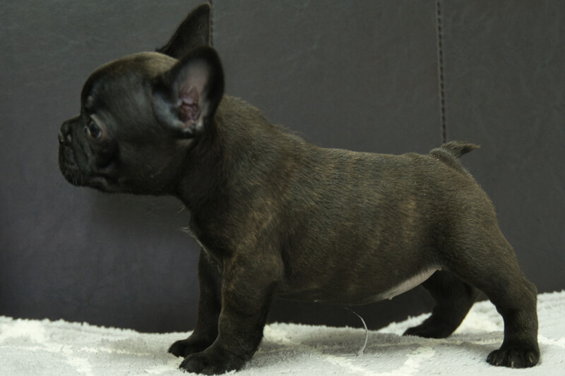 フレンチブルドッグの子犬の写真202209128-2 11月1日現在