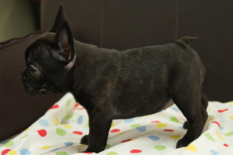 フレンチブルドッグの子犬の写真202209128-2 11月12日現在