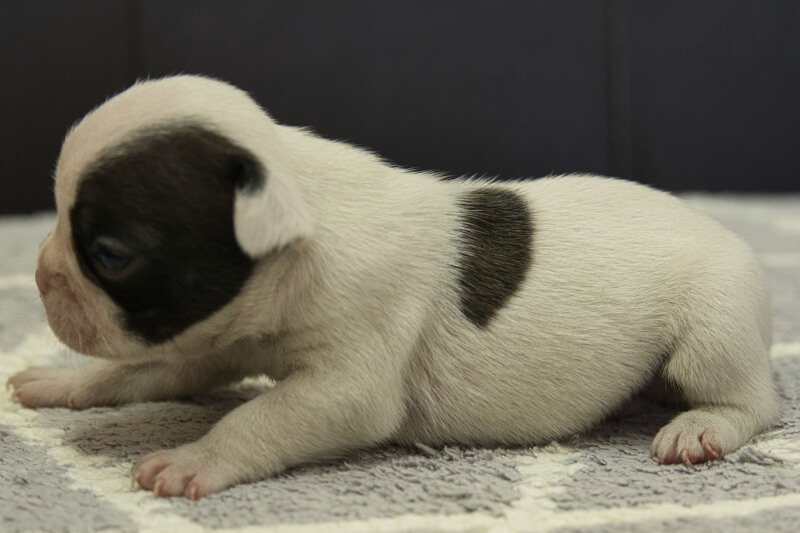 フレンチブルドッグの子犬の写真202210291-2 11月17日現在