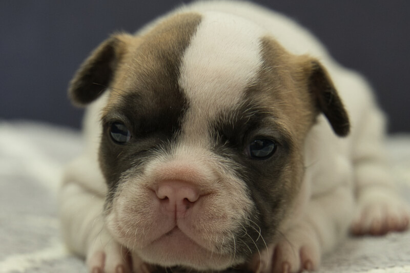 フレンチブルドッグの子犬の写真202210292 11月17日現在