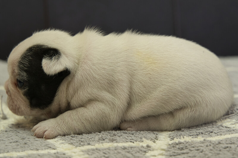 フレンチブルドッグの子犬の写真202210293-2 11月17日現在