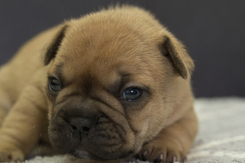 フレンチブルドッグの子犬の写真202210294 11月17日現在