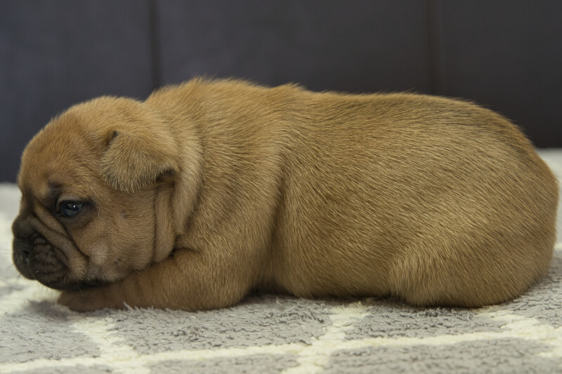 フレンチブルドッグの子犬の写真202210294-2 11月17日現在