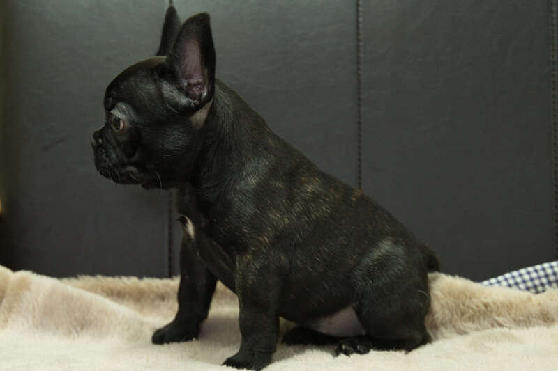 フレンチブルドッグの子犬の写真202209128-2 11月23日現在