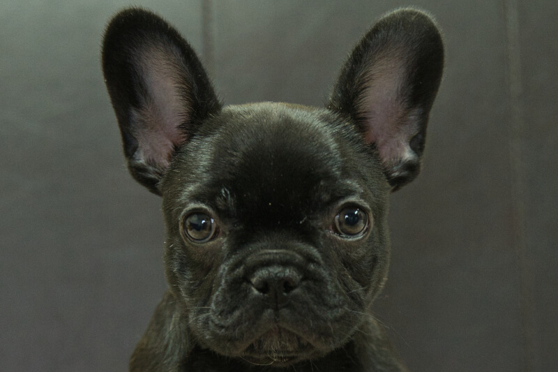 フレンチブルドッグの子犬の写真202209128 11月23日現在
