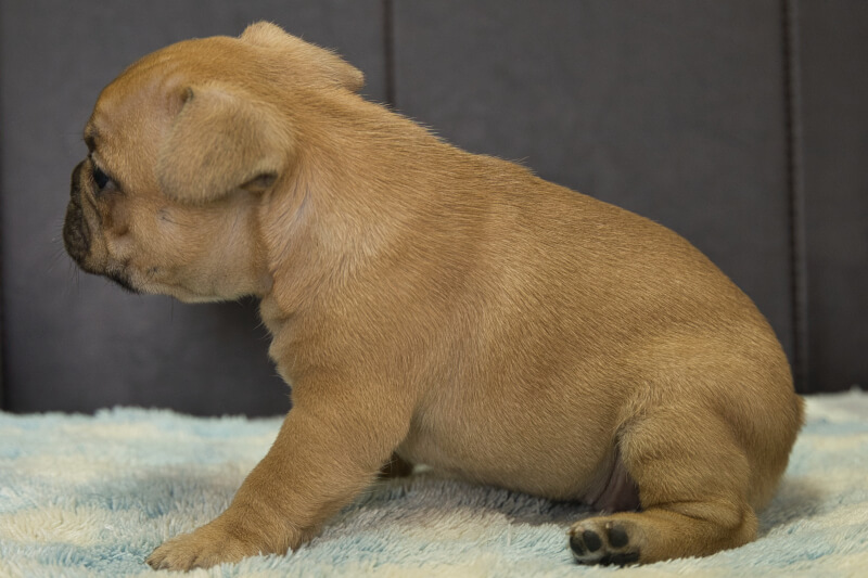 フレンチブルドッグの子犬の写真202210294-2 12月1日現在
