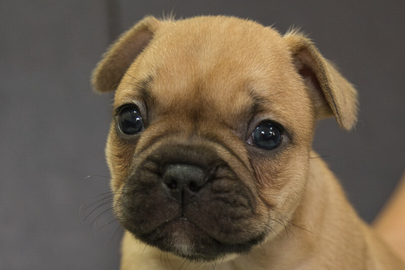 フレンチブルドッグの子犬の写真202210294 12月1日現在