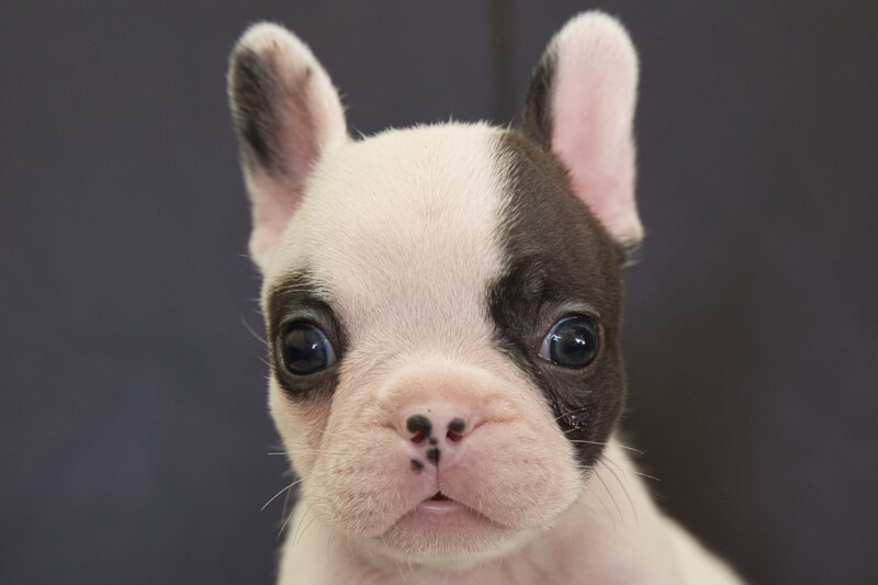 フレンチブルドッグの子犬の写真202210291 12月6日現在
