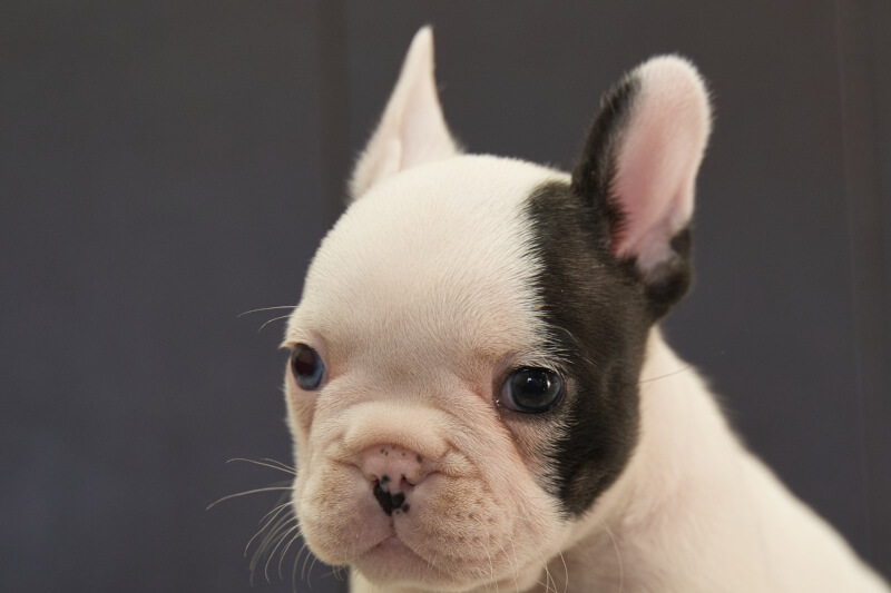 フレンチブルドッグの子犬の写真202210293 12月6日現在