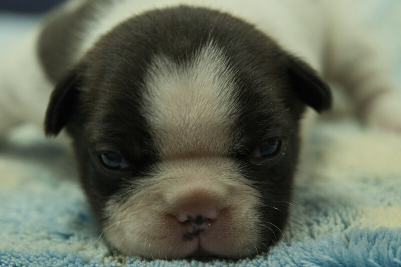 フレンチブルドッグの子犬の写真202211291 12月16日現在