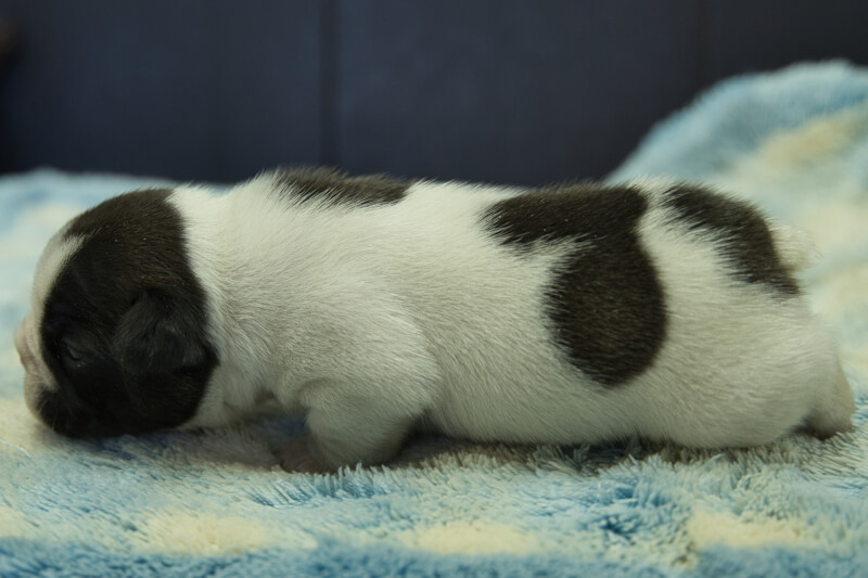 フレンチブルドッグの子犬の写真202211291-2 12月16日現在