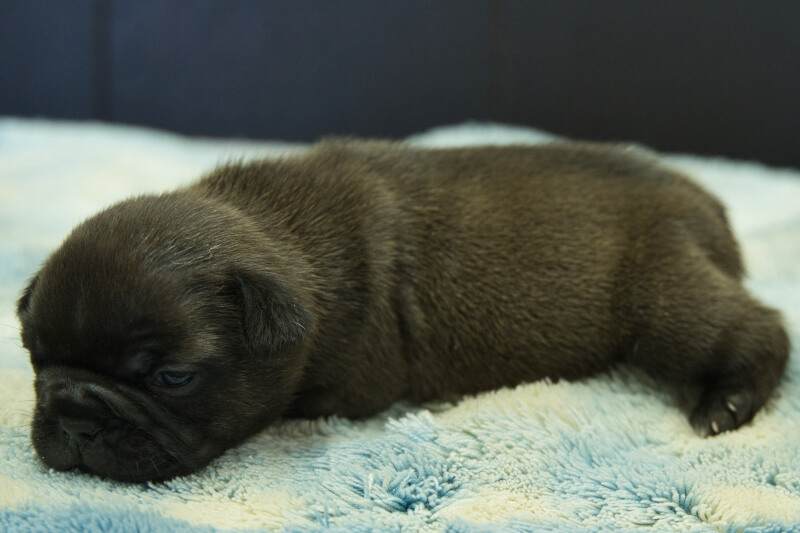 フレンチブルドッグの子犬の写真202211292-2 12月16日現在