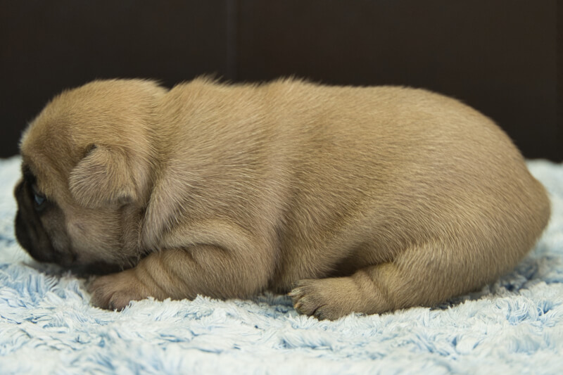 フレンチブルドッグの子犬の写真202212263-2 1月12日現在