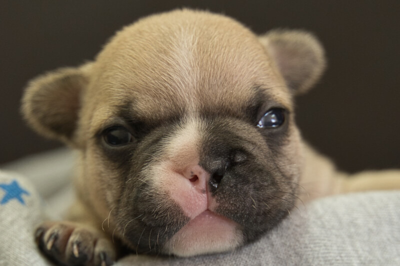 フレンチブルドッグの子犬の写真202212264 1月12日現在