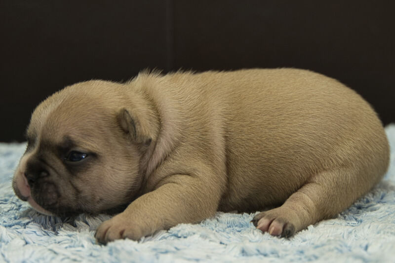 フレンチブルドッグの子犬の写真202212264-2 1月12日現在