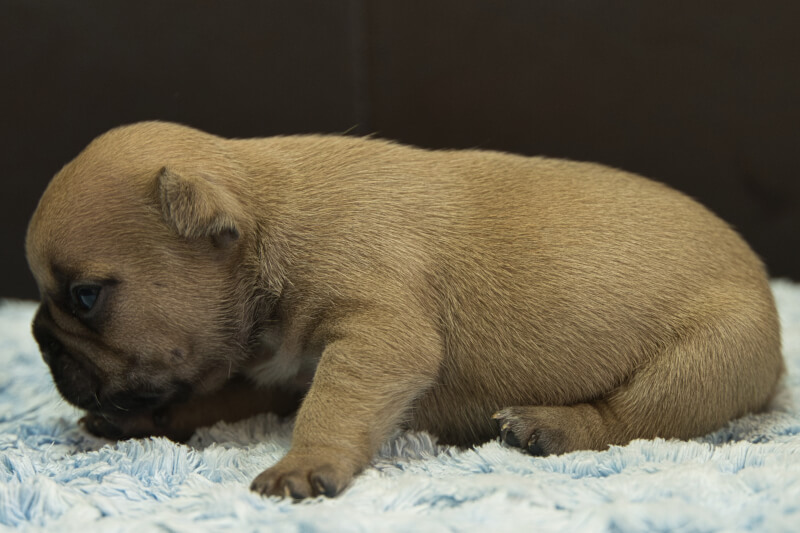 フレンチブルドッグの子犬の写真202212266-2 1月12日現在