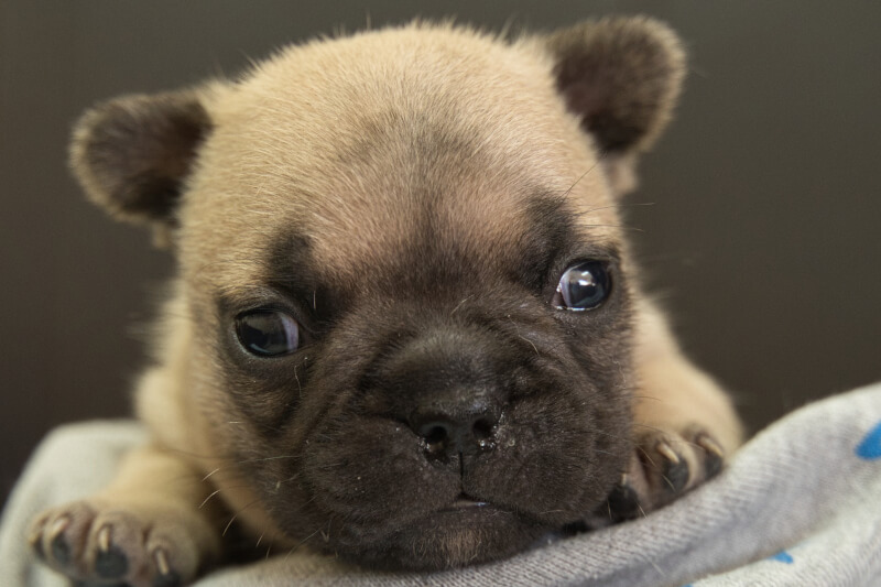 フレンチブルドッグの子犬の写真202212201 1月12日現在