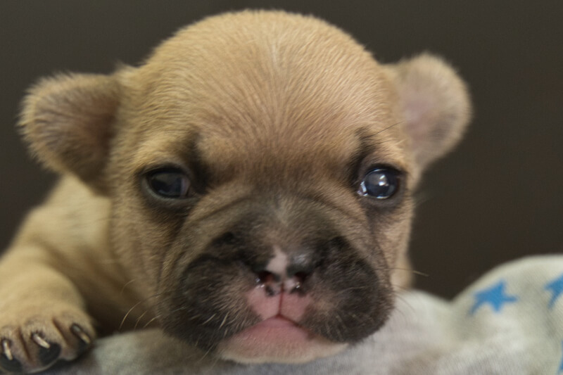 フレンチブルドッグの子犬の写真202212261 1月12日現在