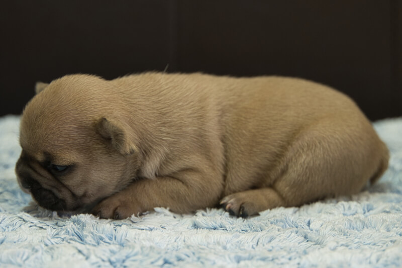 フレンチブルドッグの子犬の写真202212261-2 1月12日現在