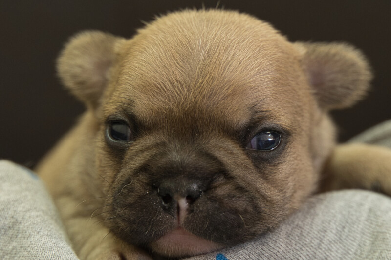 フレンチブルドッグの子犬の写真202212262 1月12日現在