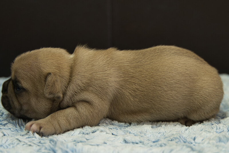 フレンチブルドッグの子犬の写真202212262-2 1月12日現在