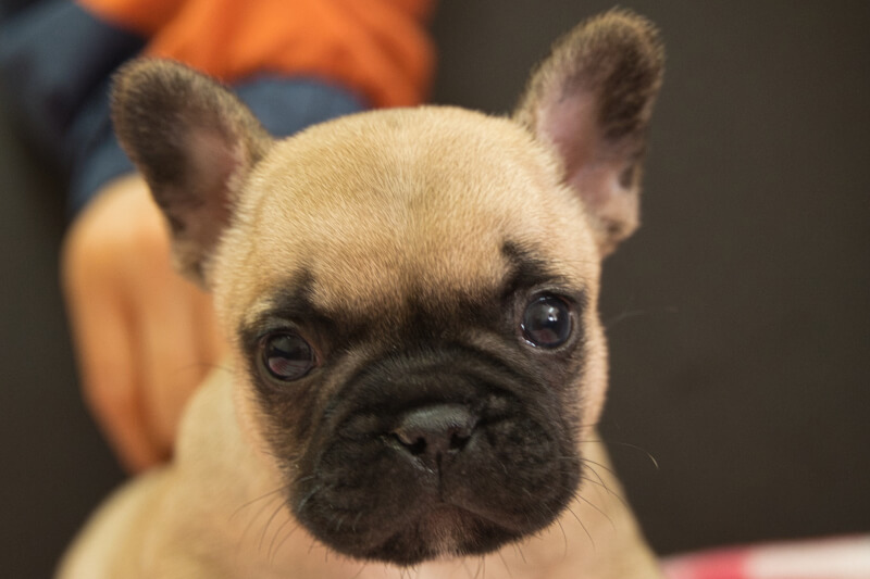 フレンチブルドッグの子犬の写真202212265 1月31日現在