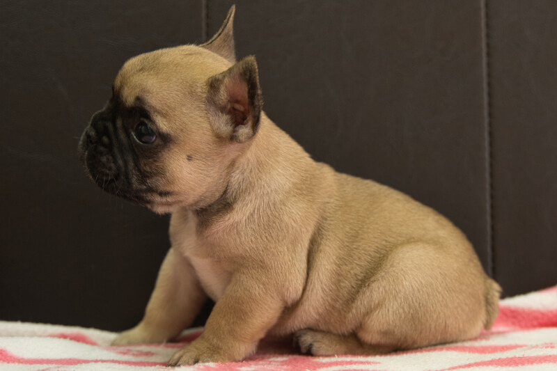 フレンチブルドッグの子犬の写真202212265-2 1月31日現在