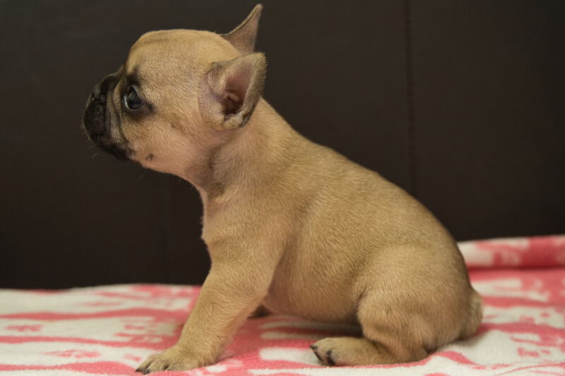 フレンチブルドッグの子犬の写真202212266-2 1月31日現在