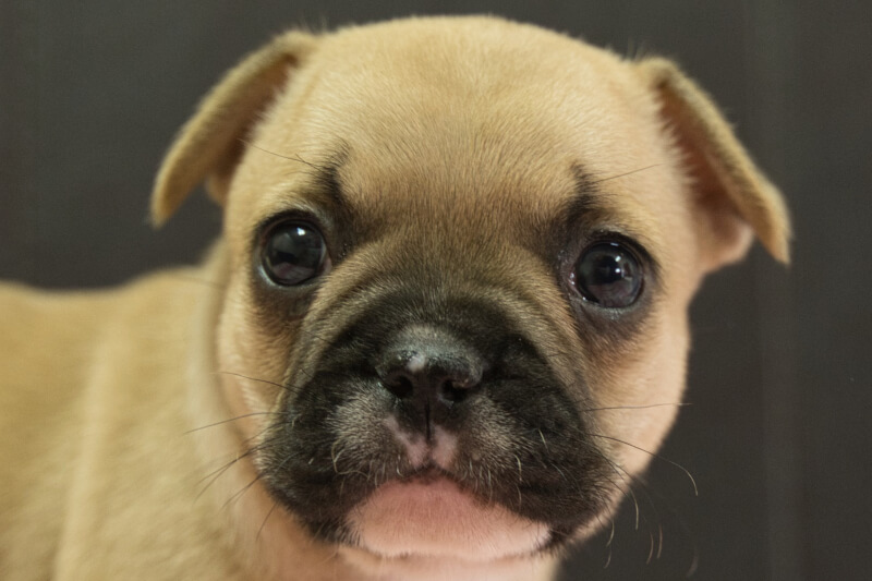 フレンチブルドッグの子犬の写真202212261 1月31日現在