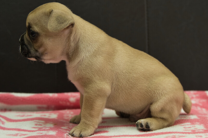 フレンチブルドッグの子犬の写真202212261-2 1月31日現在