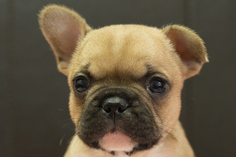 フレンチブルドッグの子犬の写真202212262 1月31日現在